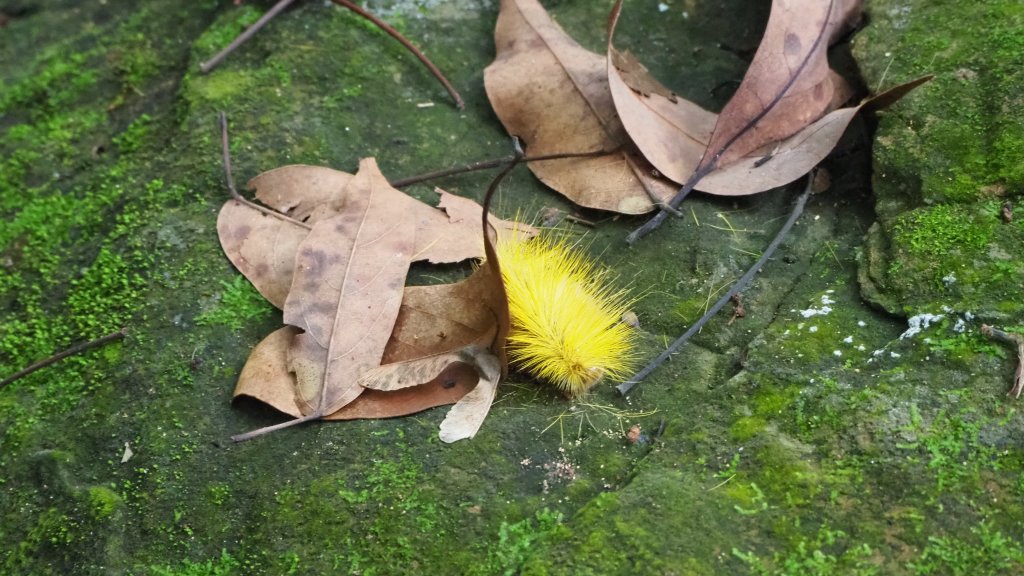 《台中》后里泰安登山步道20200614_996840