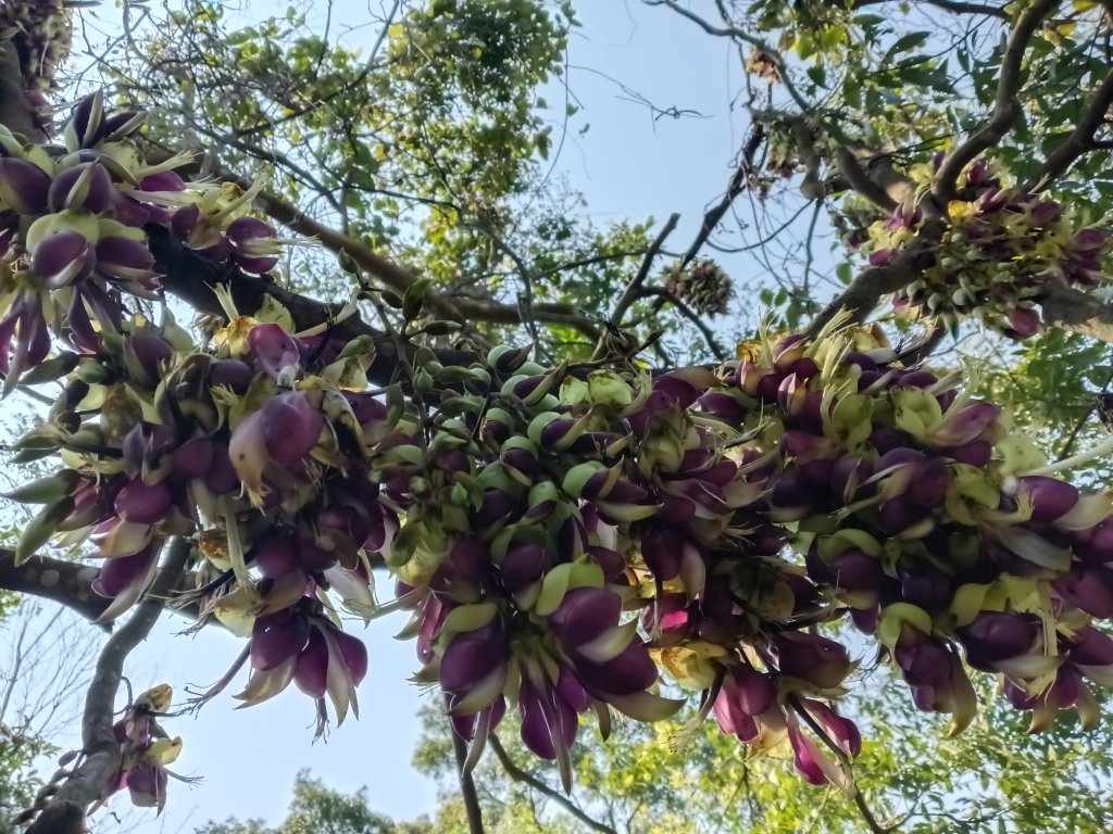 王公坑山血藤花封面圖