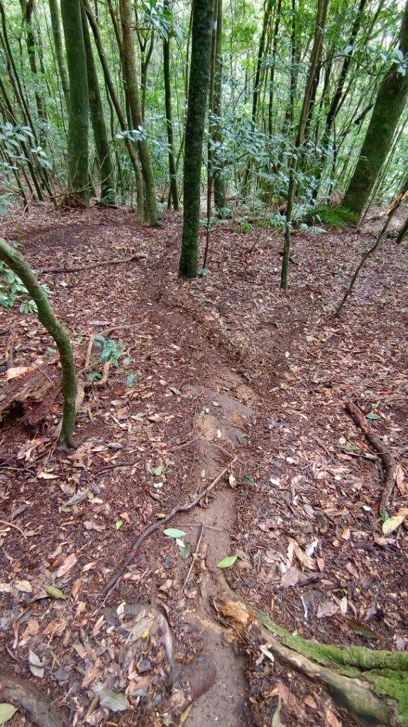 橫屏山/舊武界越山大O繞七連峰（埔里六秀之五+六）_1899177