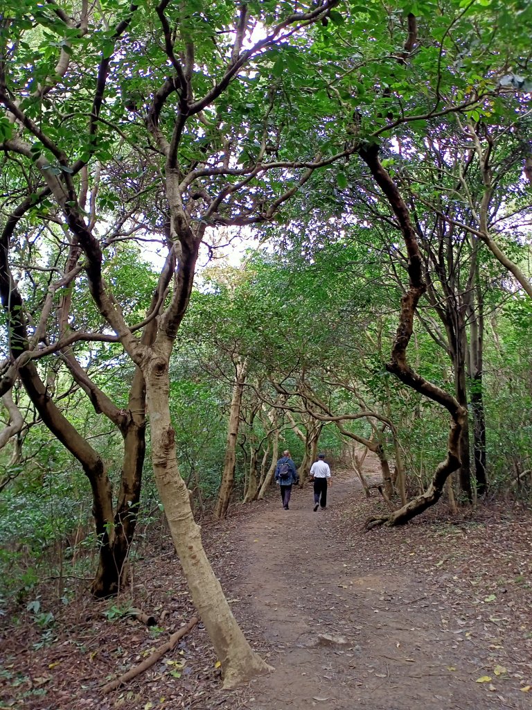 三訪桃園蘆竹羊稠森林步道【桃園-臺灣百大必訪步道】【南山神壽任務】_1942565