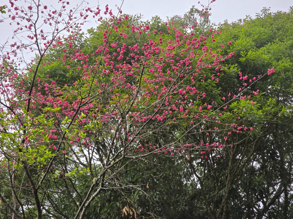 郡大神木群一日行_2440637