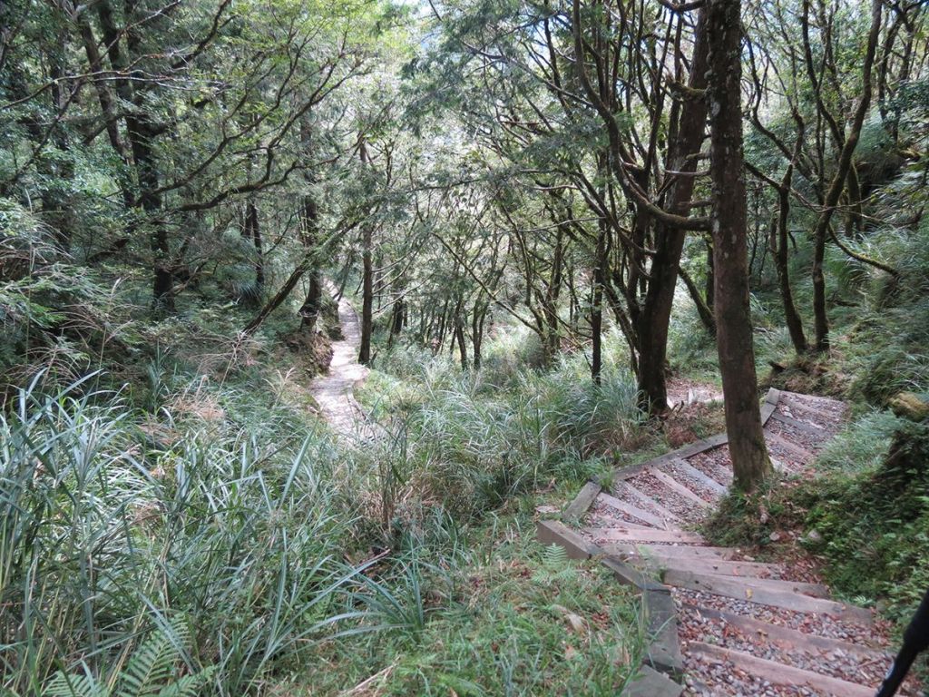 太平山台灣山毛櫸步道_186157