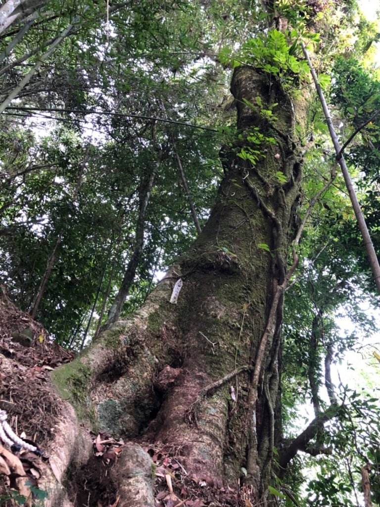 迷糊步道停車場上芙蓉山_885752