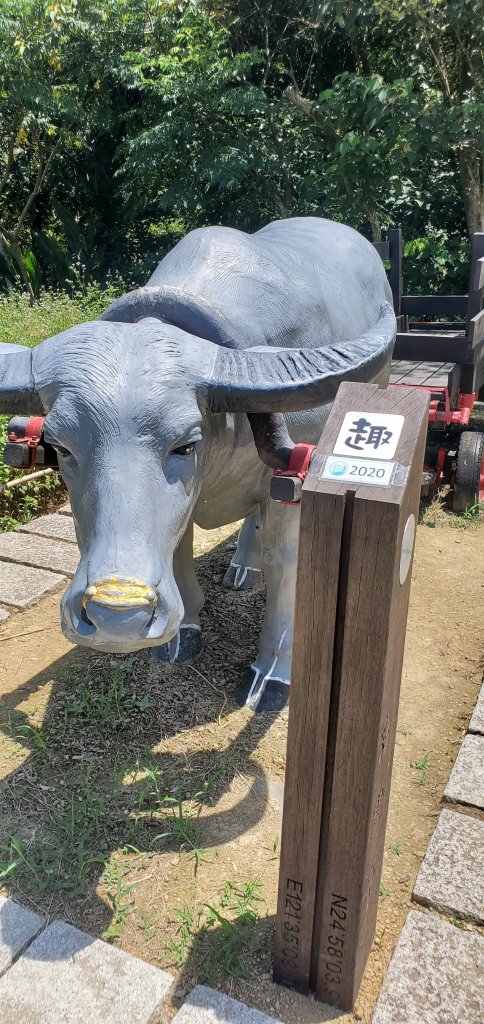 2020/07/18臺北大縱走第七段：名門社區公車站至飛龍步_1166417