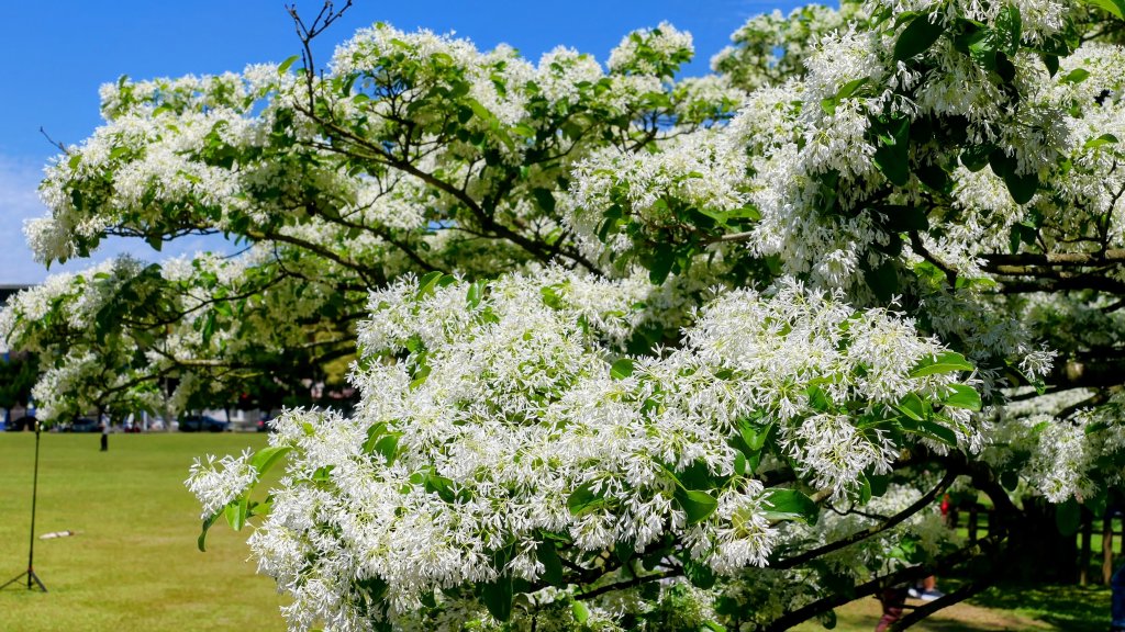 三月流蘇。廉恥_2747520