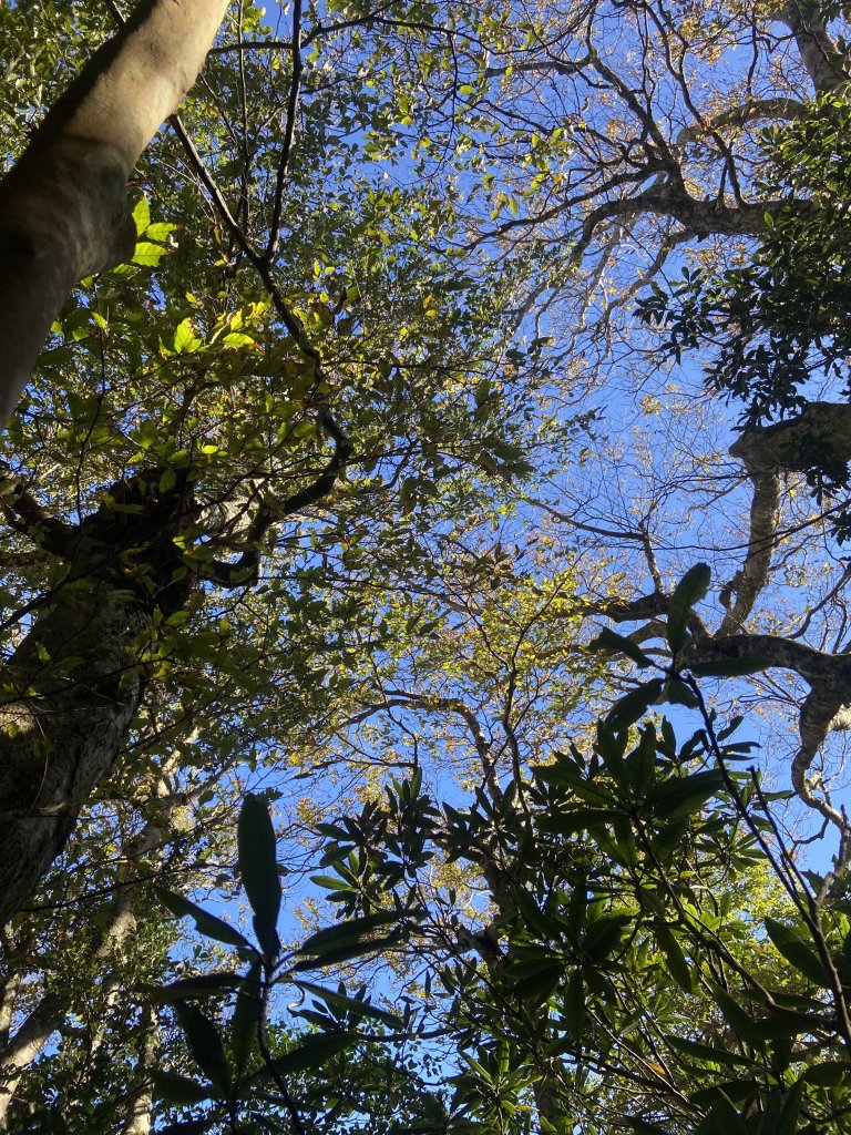 114.11.16 北得拉曼追黃金山毛櫸_2937886