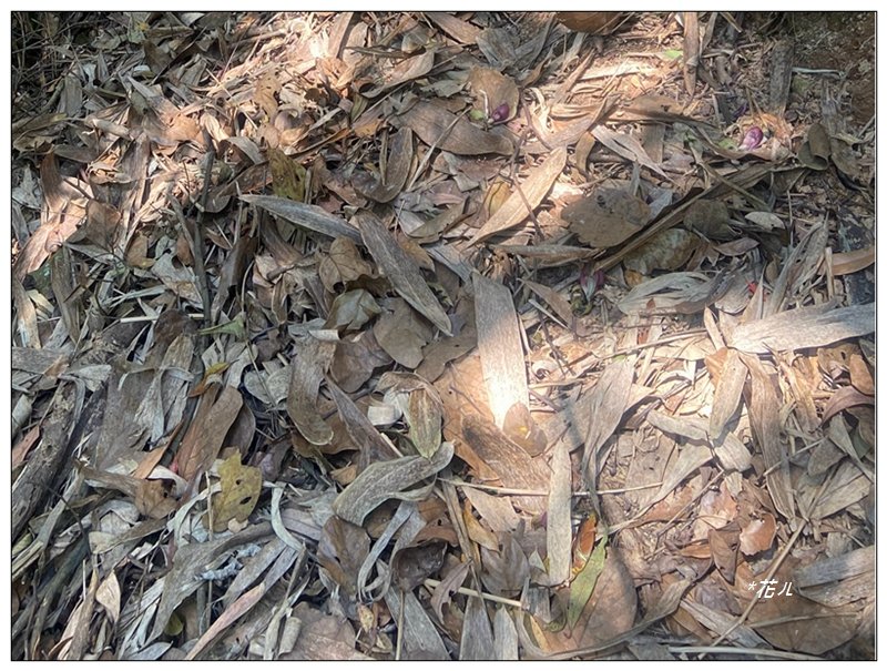 阿里眉山 (日月潭四姝的么妹)_2753056