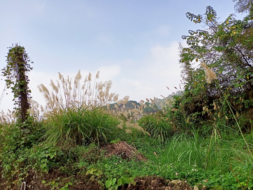 【小百岳集起來】馬那邦山-孫悟空的花果山_1207653