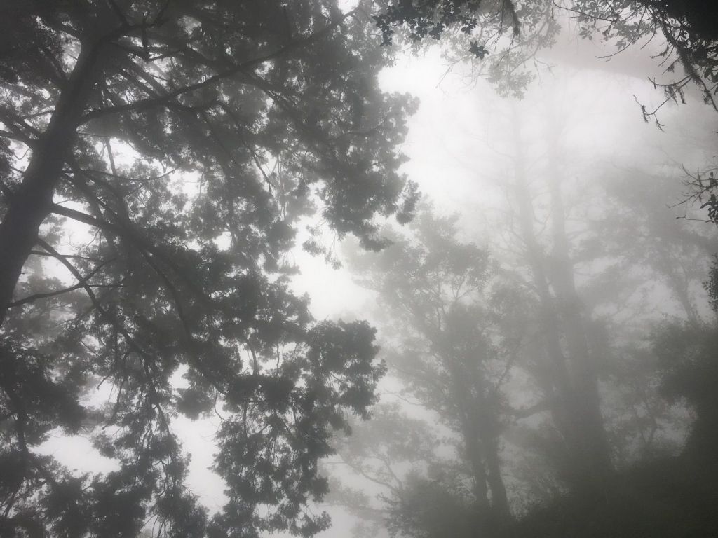 觀霧檜山巨木森林步道_171701