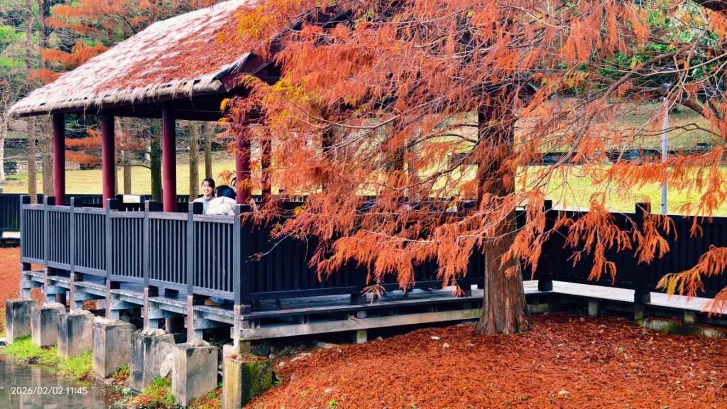 追花是簡單的快樂，賞花是恬淡的幸褔 1/29 & 2/2_2992074