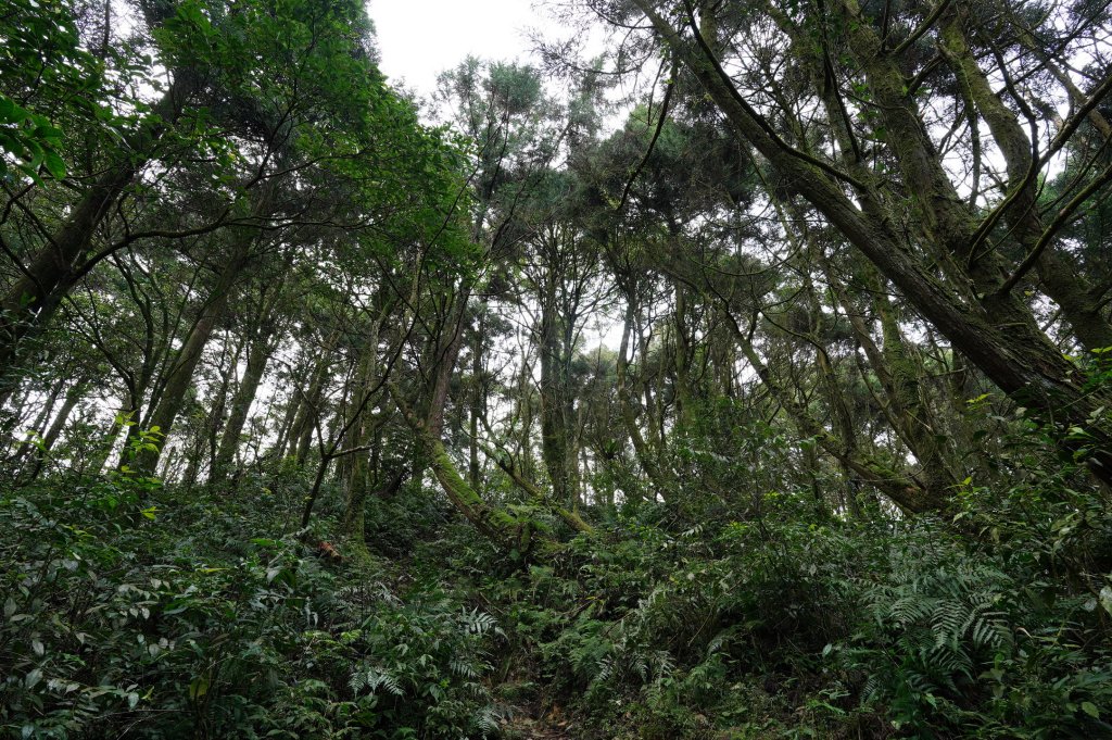 新北 烏來 大桶山、火燒樟山_2728778
