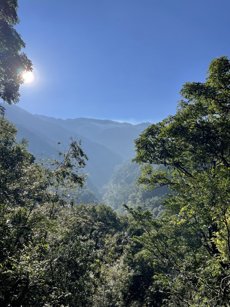 卡保逐鹿山毛欅_2935490