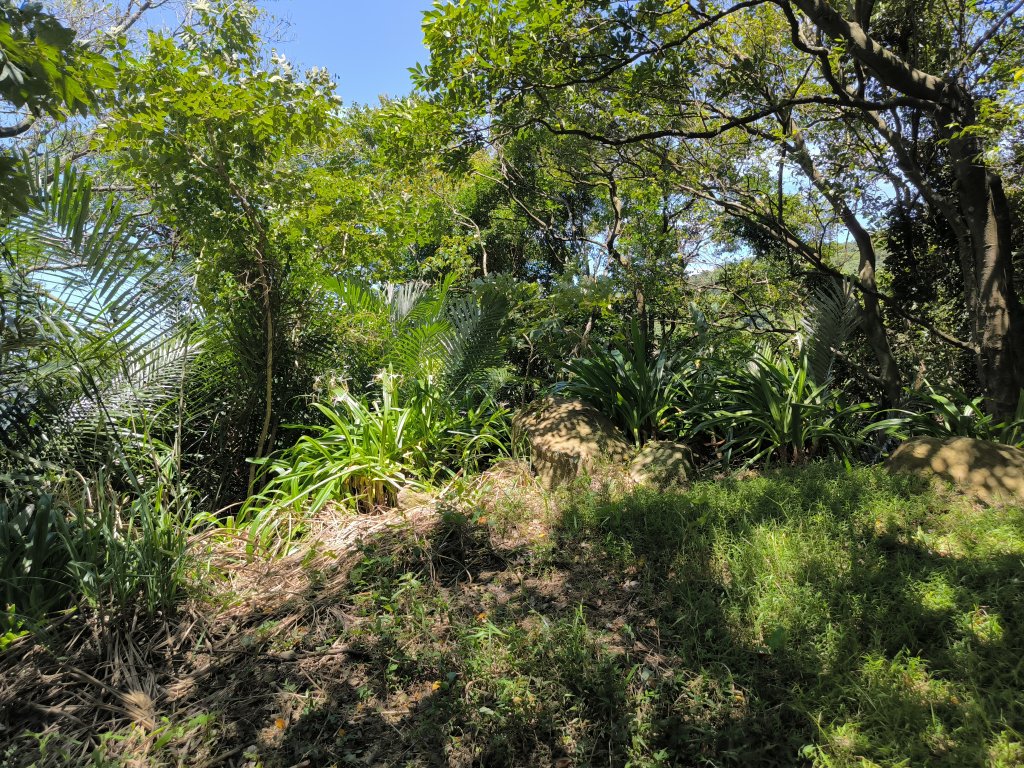 20250815微笑山線大棟山系百年大榕樹段_2859916