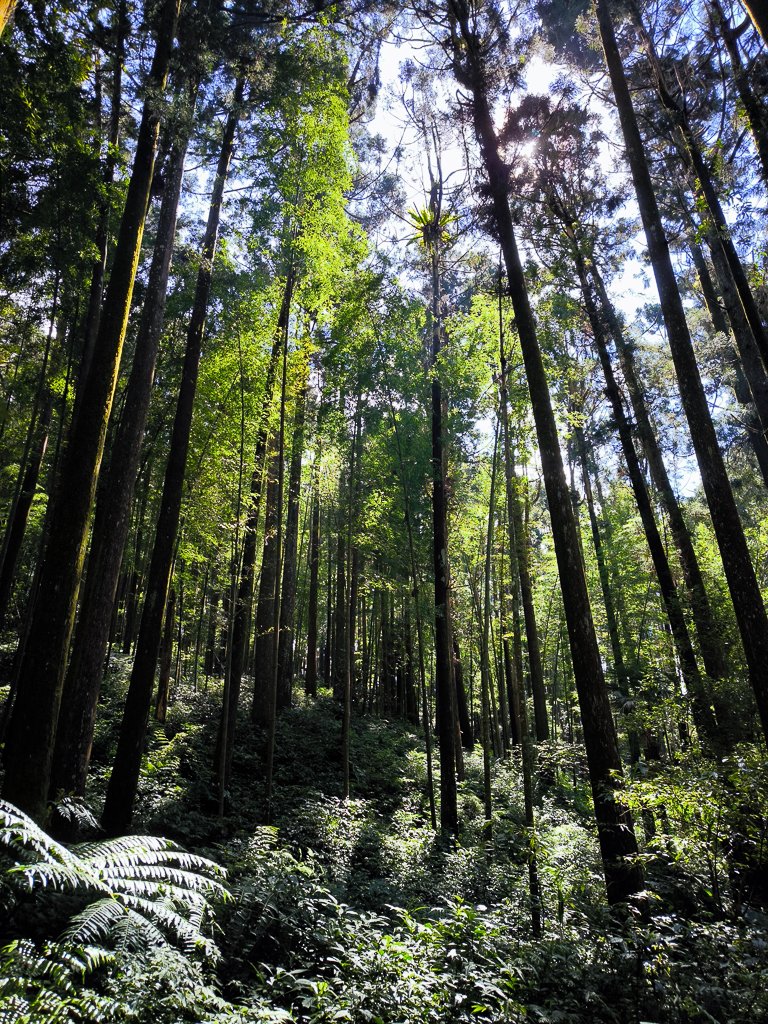 2025-09-14 奮起湖_2887395