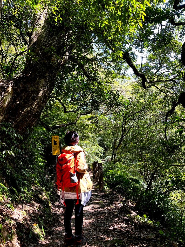 走遍陽明山：人車分道系統｜遇見霸王七葉一枝花_2062846