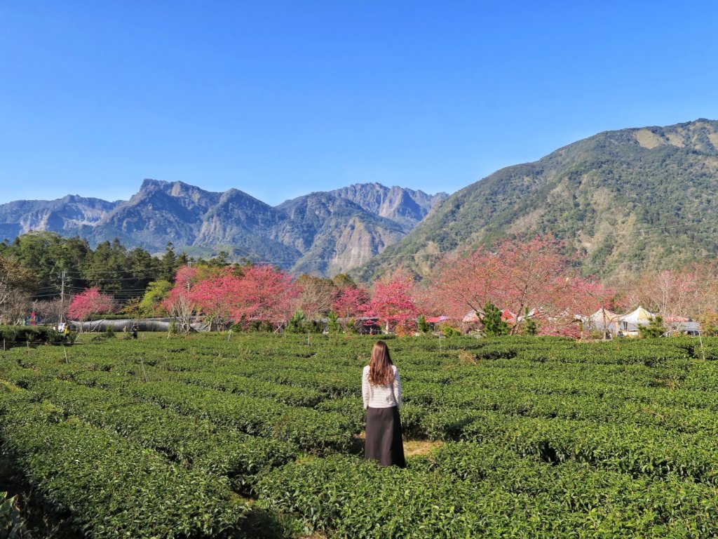 花與茶的饗宴草坪頭櫻花季_823060