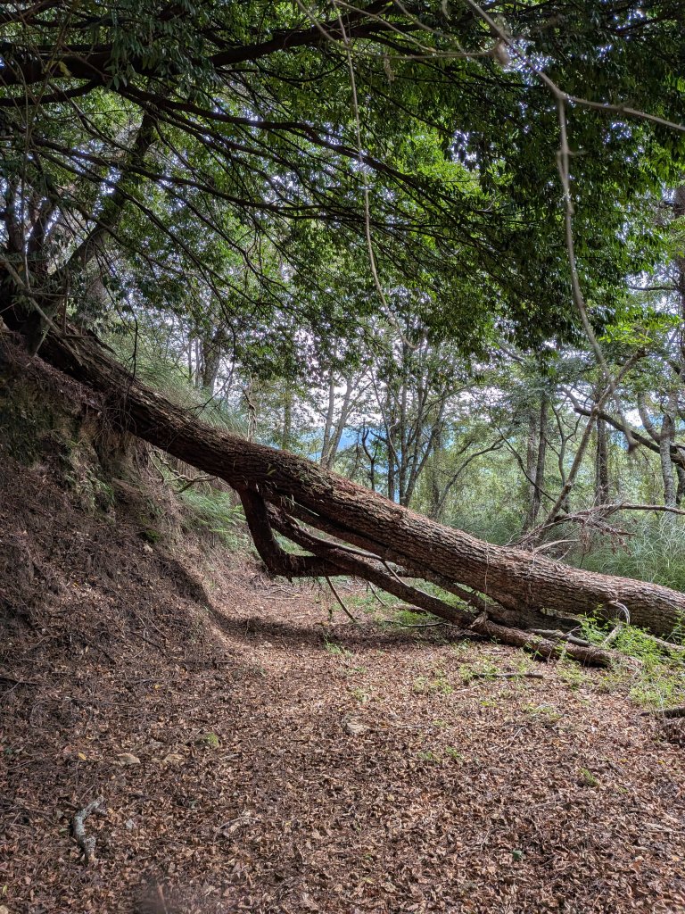 結界縱走三日(結城山、境界山、檜山)_2920863