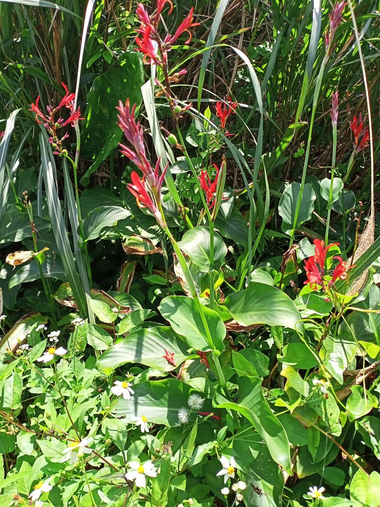 【瑞芳四秀】白象山(又名弘明山)→秀崎山→瑞芳山→龍潭山_1651489