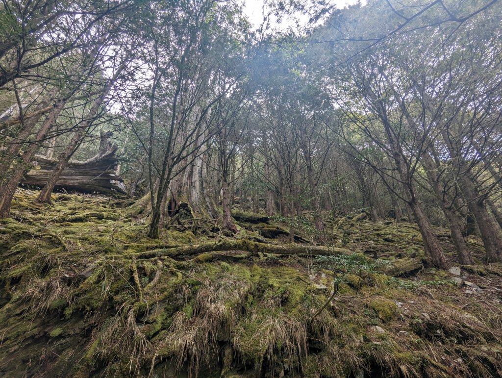 廢棄的伐木時期聚落「巒安堂」。陡下膝軟的「西巒大山」_2137066