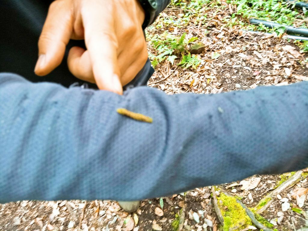 米羅山之木_292820