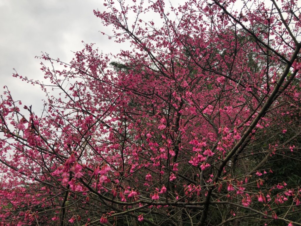 新北市汐止區小南港山3-828賞山櫻花_2010201
