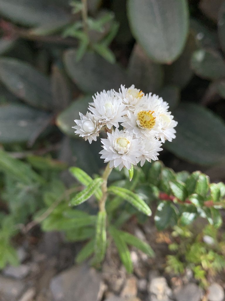 20231106高雄塔關山_2354072