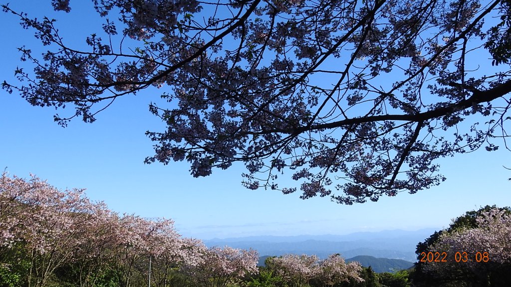 春暖花開，鳥語花香_1634052