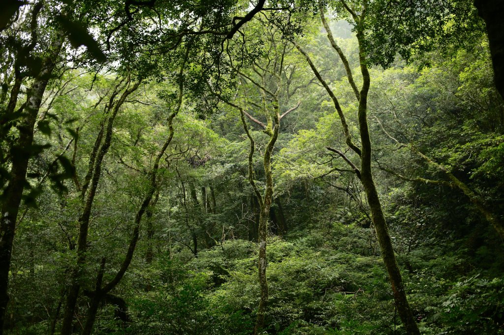 北得拉曼山：氤氳森林_695930