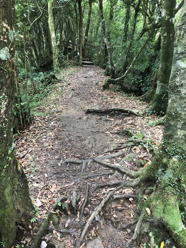 109年8月15日東眼山國家森林_1095357