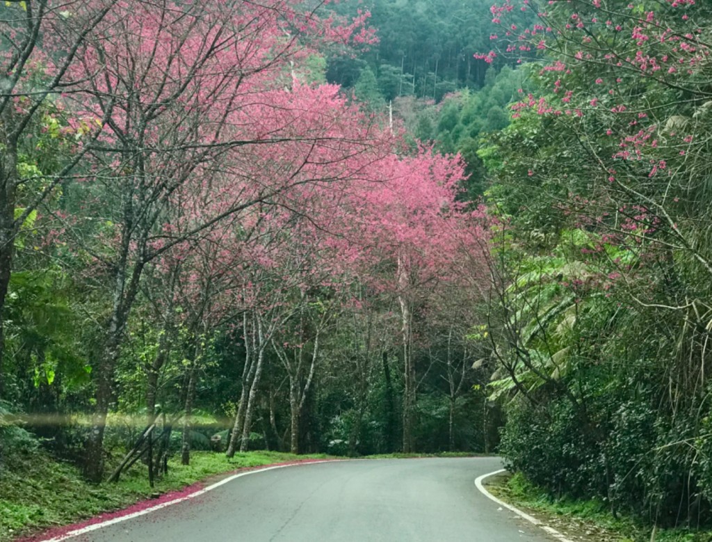 南庄向天湖環山步道_256101