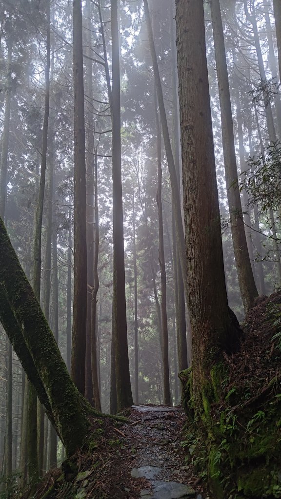 檜山巨木群_2918008