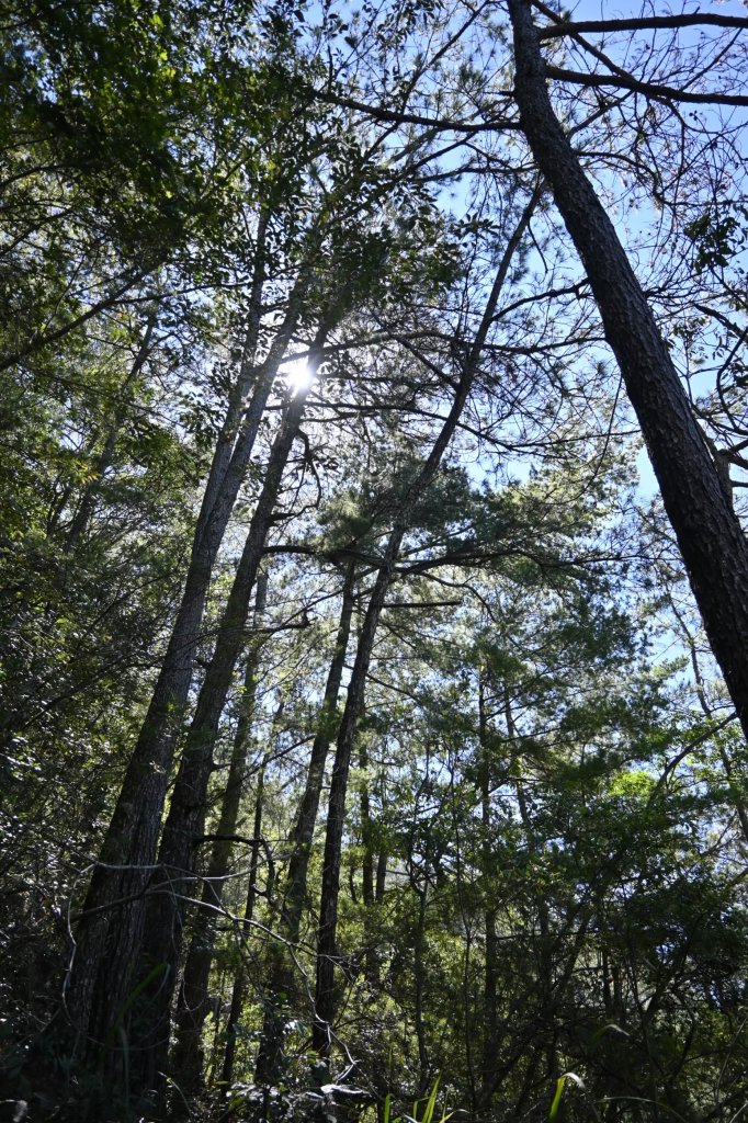 谷關七雄-馬崙山1st_2888299