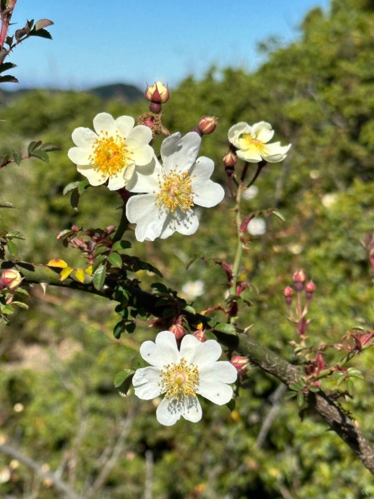 合歡北峰 盛夏之美_2544953