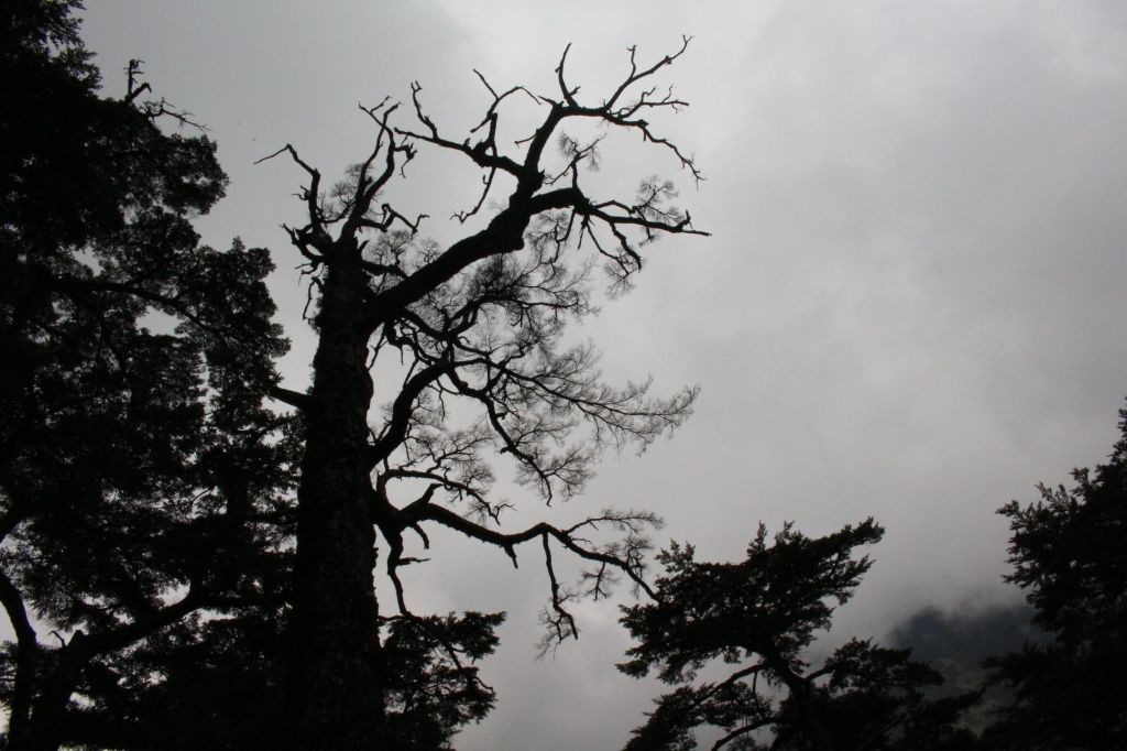 合歡溪步道，非常適合森林浴_336332