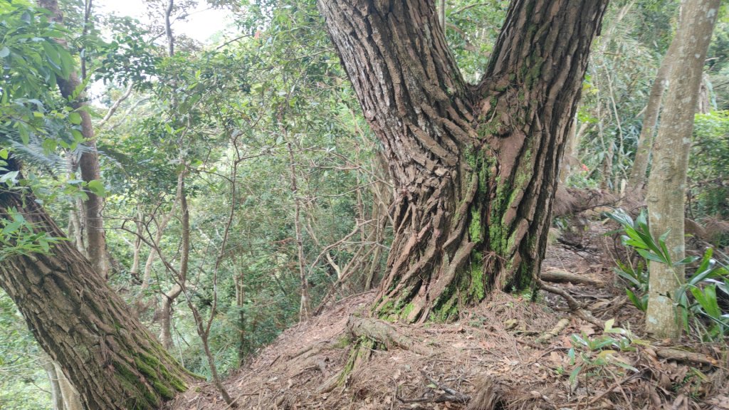 嚼嚼斯古道部落探勘鱉頭山~象山 2024年9月28日_2615667