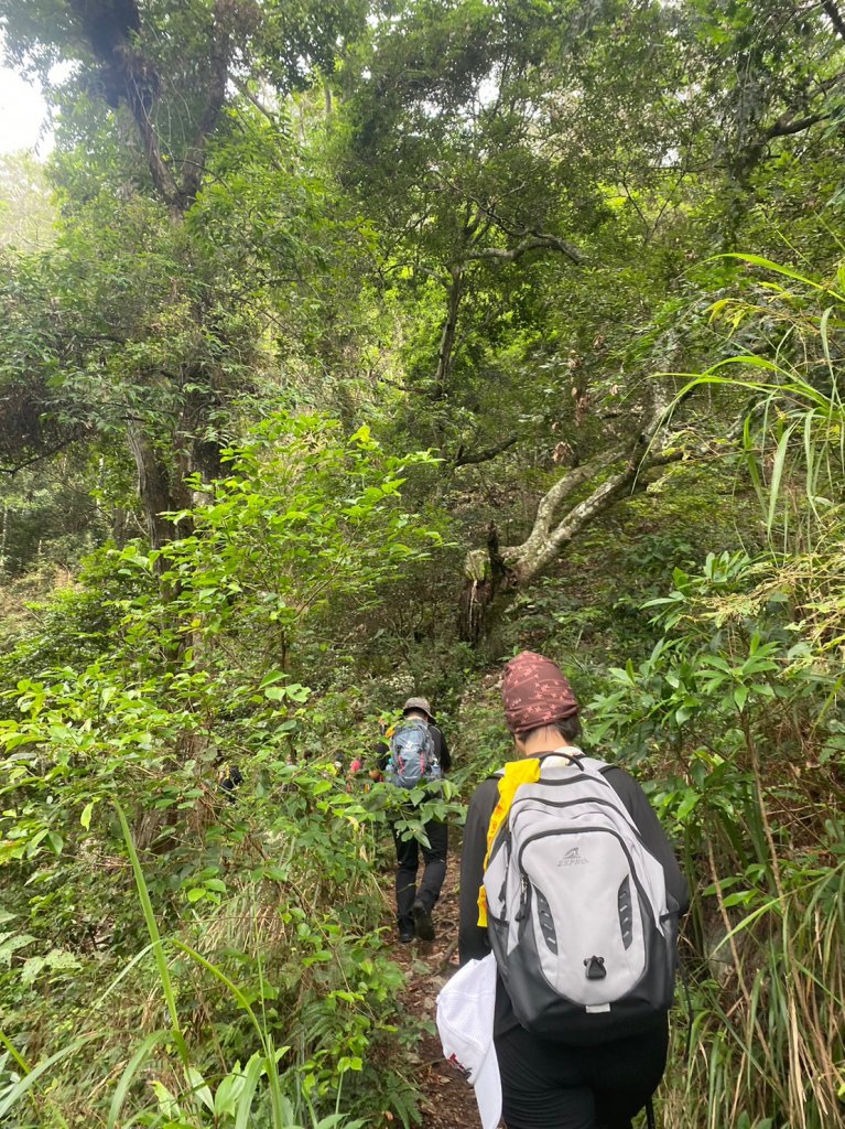 谷關七雄老大 八仙山_2189702