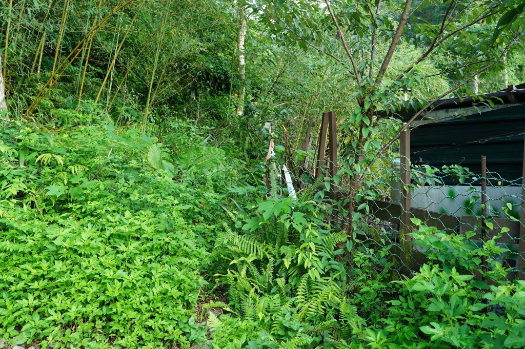 新北 烏來 山車廣山、檜山_2567362