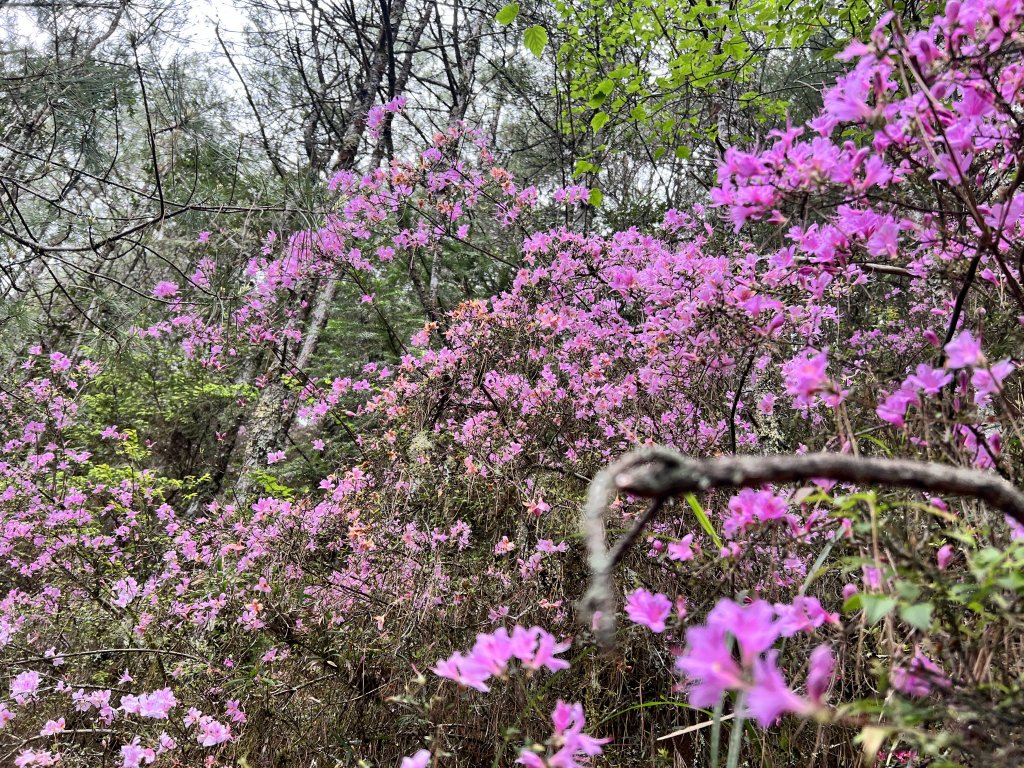 將軍廟上天鑾池上下_2162796