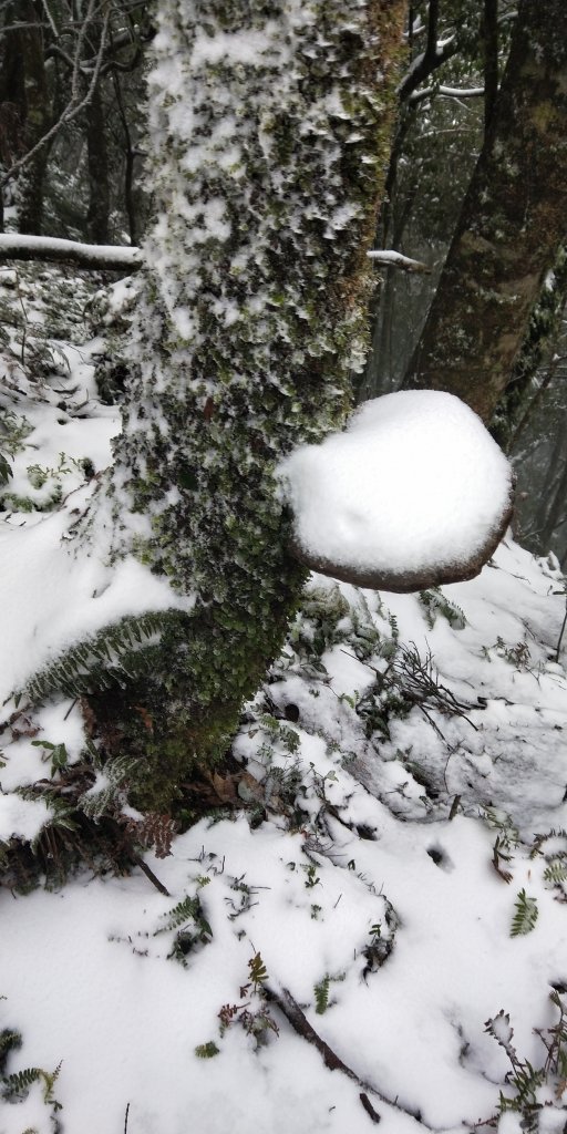 父子倆包山，內洞林道上大保克山群峰追雪_1232948