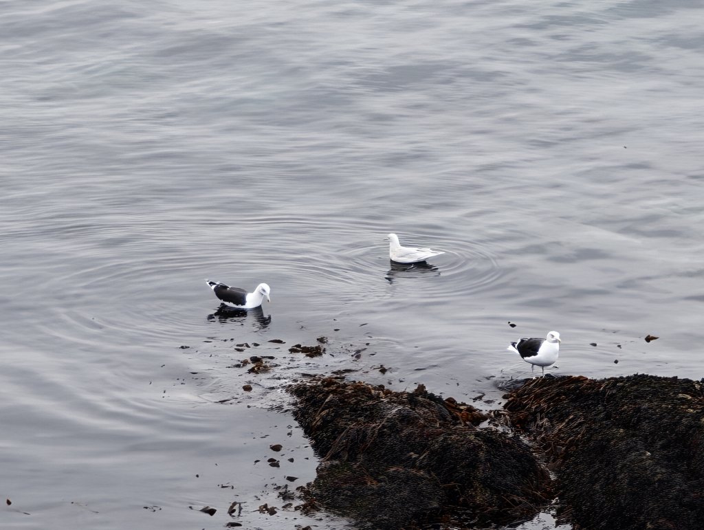 [紐約馬之行-27] 2025_1105 努克濱海木棧道(Nuuk Boardwalk)-下_2947658