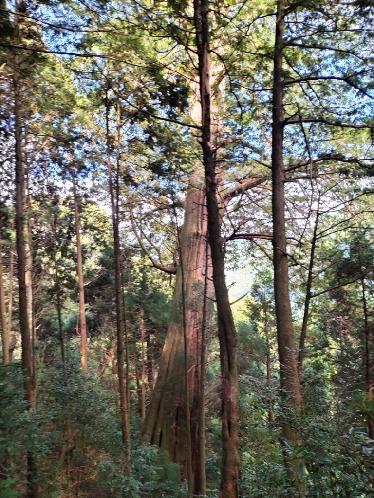 檜山巨木群步道_2250281