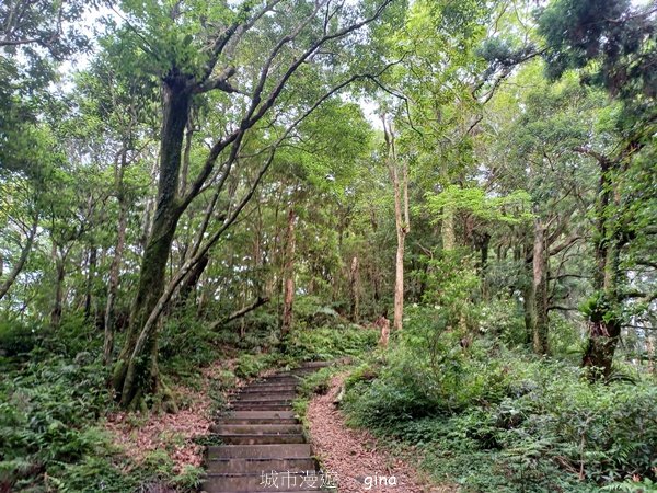 【桃園復興】台灣百大必訪步道。 東眼山森林遊樂區-東眼山自導式步道_2835929