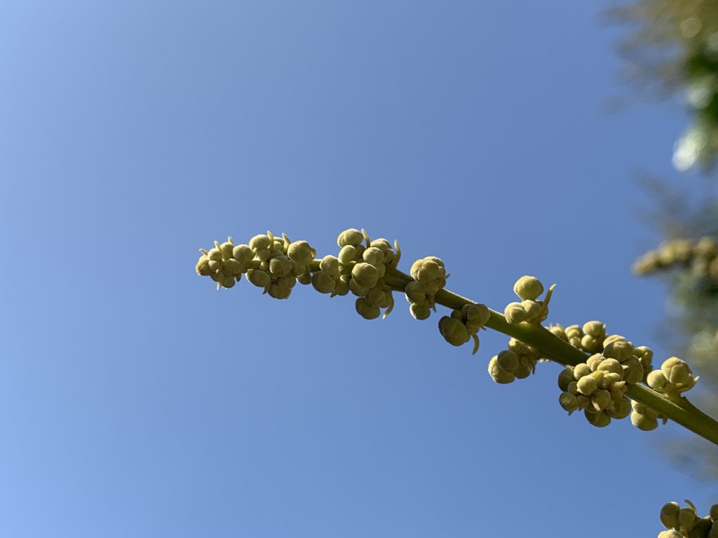 20250322南投松柏坑山-大棚山_2745836