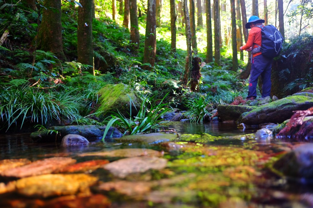 光影森林-那結山縱走貴妃山_773687