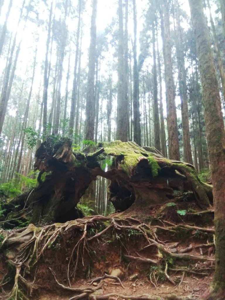 阿里山。神木_1103658