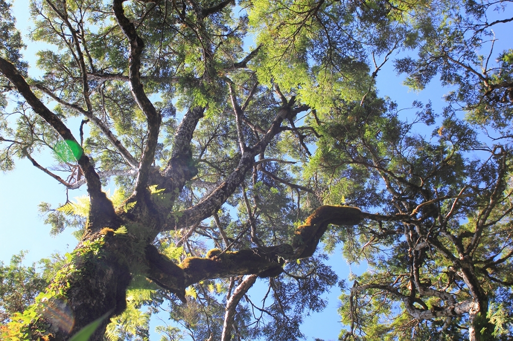 太平山檜木原始林→鐵杉林步道P型封面圖