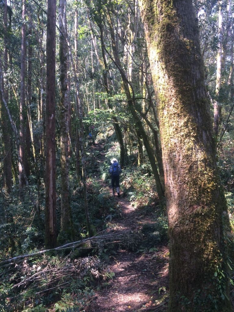 米羅山之木_292715