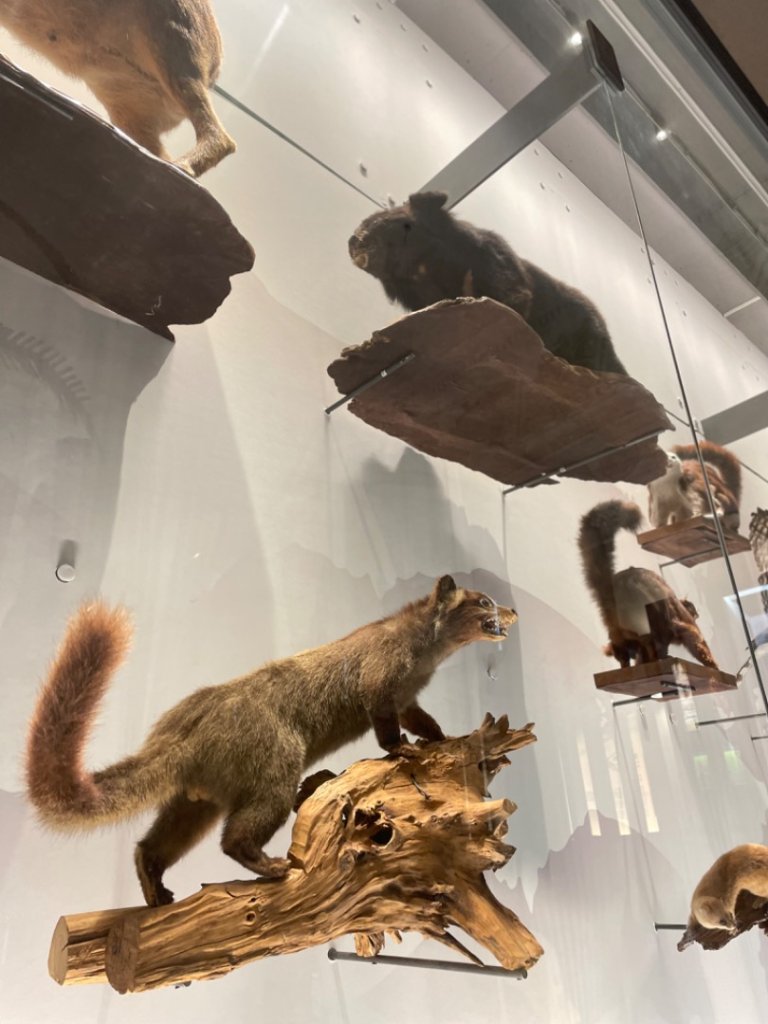 雨天備案💙 台灣博物館的古生代館-台大動植物館免費參觀-北投♨️季_2799011