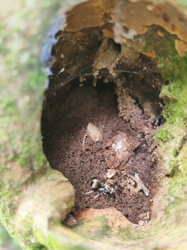 微笑山線之烘爐地土地公段封面圖