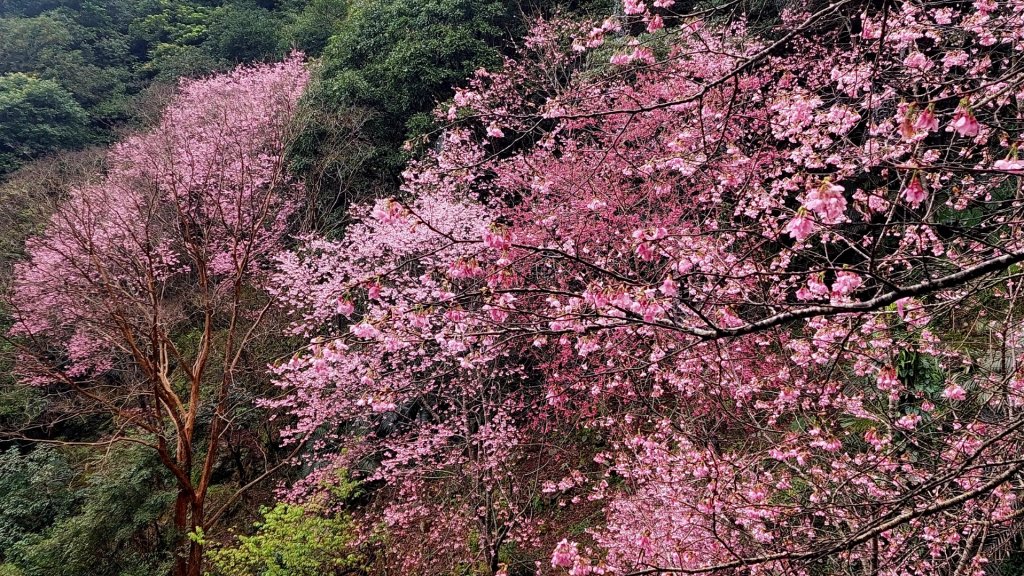 20230224 花癡天堂之淡水楓樹湖百花齊放_2041694